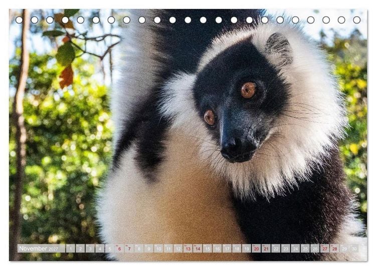 Produktbild: Wildnis Madagaskar (Tischkalender 2027 DIN A5 quer), CALVENDO Monatskalender