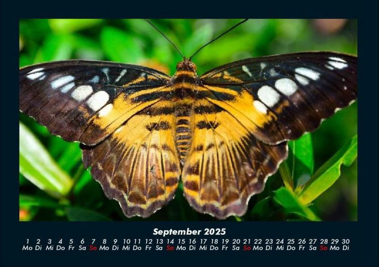 Produktbild: Bunte Pracht der Schmetterlinge 2025 Fotokalender DIN A4