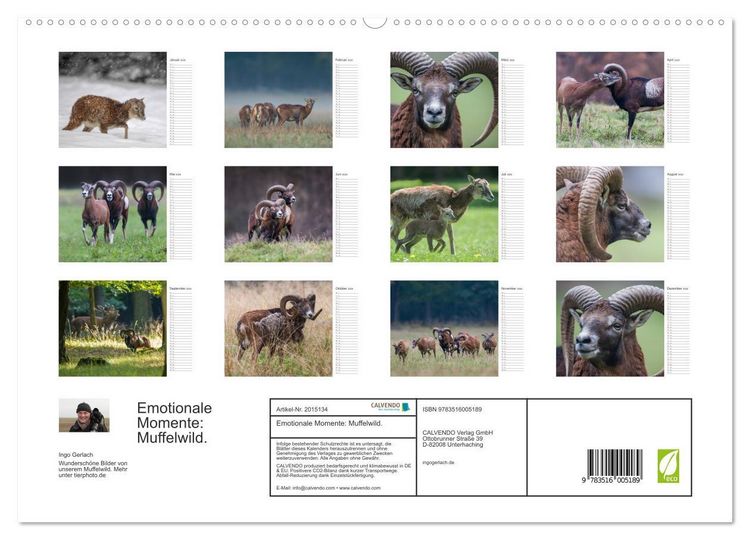 Produktbild: Emotionale Momente: Muffelwild. (hochwertiger Premium Wandkalender 2026 DIN A2 quer), Kunstdruck in Hochglanz