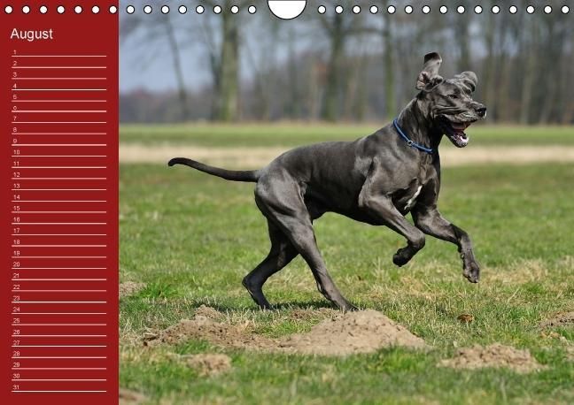 Produktbild: Deutsche Doggen / Geburtstagskalender (Wandkalender immerw&auml;hrend DIN A4 quer)