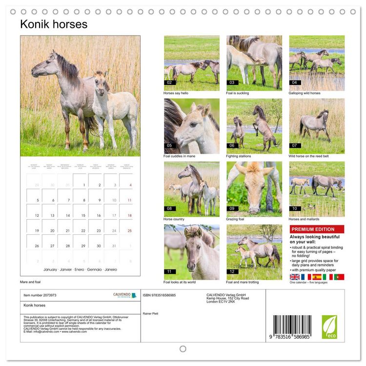 Produktbild: Konik horses (Wall Calendar 2026 12 &times; 12 Inch) CALVENDO 12 Month Wall Calendar