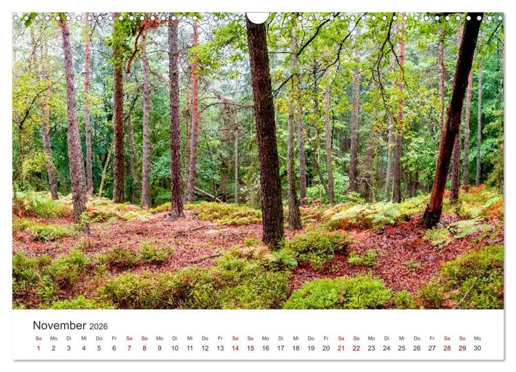 Produktbild: DEUTSCHLAND, S&auml;chsische Schweiz Nationalpark, M&auml;rchenwald (Wandkalender 2026 DIN A3 quer), CALVENDO Monatskalender