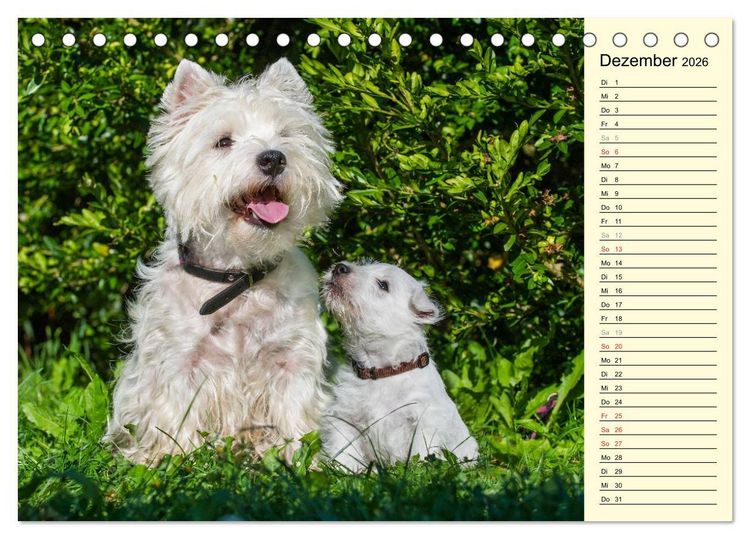 Produktbild: Kobold auf 4 Pfoten - West Highland White Terrier (Tischkalender 2026 DIN A5 quer), CALVENDO Monatskalender