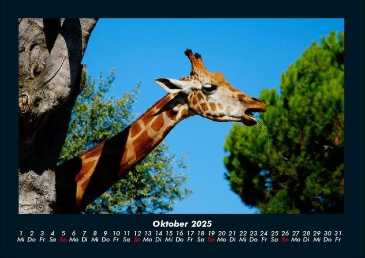 Produktbild: Giraffen 2025 Fotokalender DIN A4