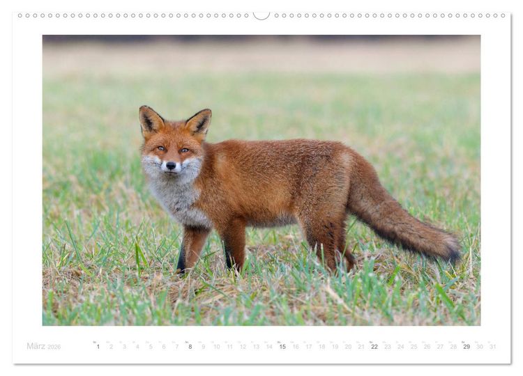 Produktbild: Der Rotfuchs (Wandkalender 2026 DIN A2 quer), CALVENDO Monatskalender