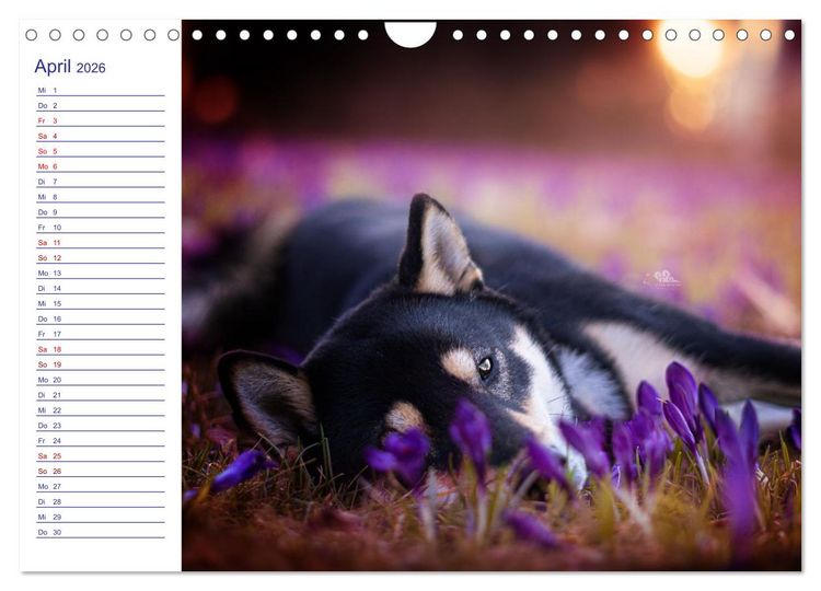 Produktbild: Japans Seelenhunde (Wandkalender 2026 DIN A4 quer), CALVENDO Monatskalender
