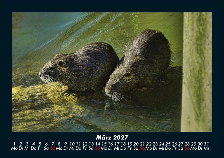 Produktbild: Der Tierkalender 2027 Fotokalender DIN A5