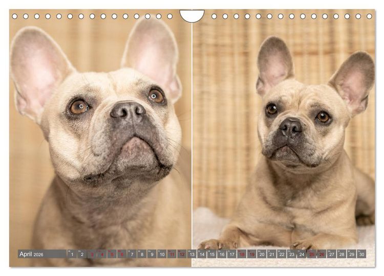 Produktbild: French Bully&acute;s - Gro&szlig;e Sch&auml;tze auf kleinen Pfoten (Wandkalender 2026 DIN A4 quer), CALVENDO Monatskalender