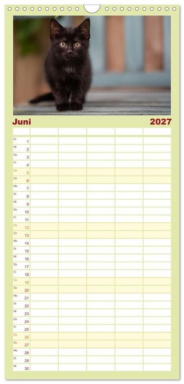 Produktbild: Familienplaner 2027 - Kitten auf Entdeckungsreise mit 5 Spalten (Wandkalender, 21 x 45 cm) CALVENDO