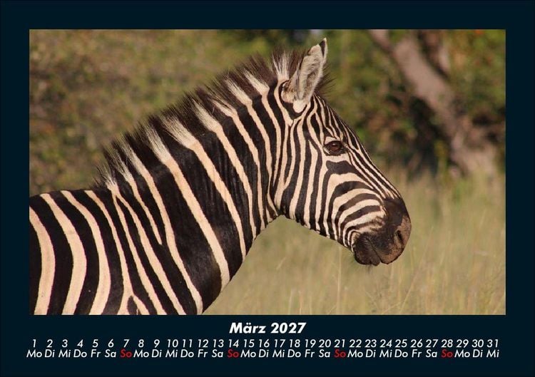 Produktbild: Tierkalender 2027 Fotokalender DIN A5