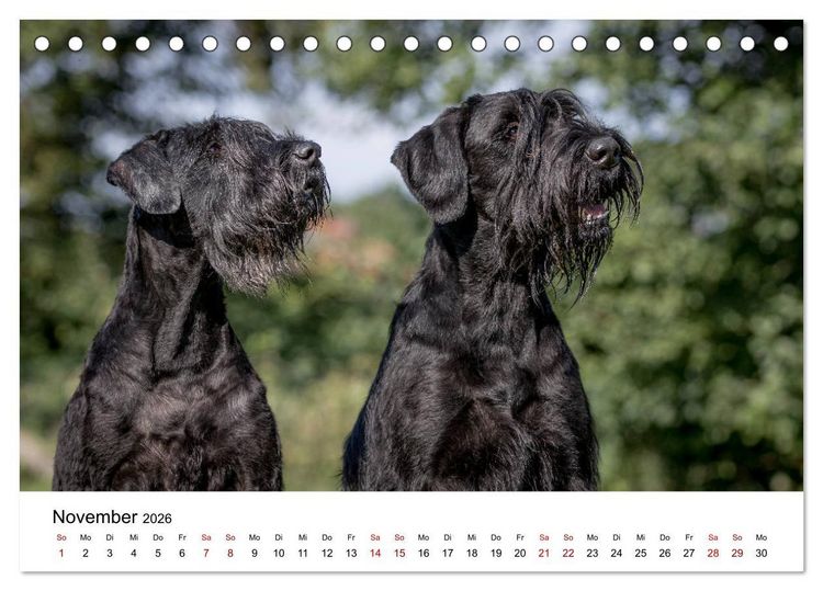 Produktbild: Schnauzer... von Zwergen und Riesen 2026 (Tischkalender 2026 DIN A5 quer), CALVENDO Monatskalender