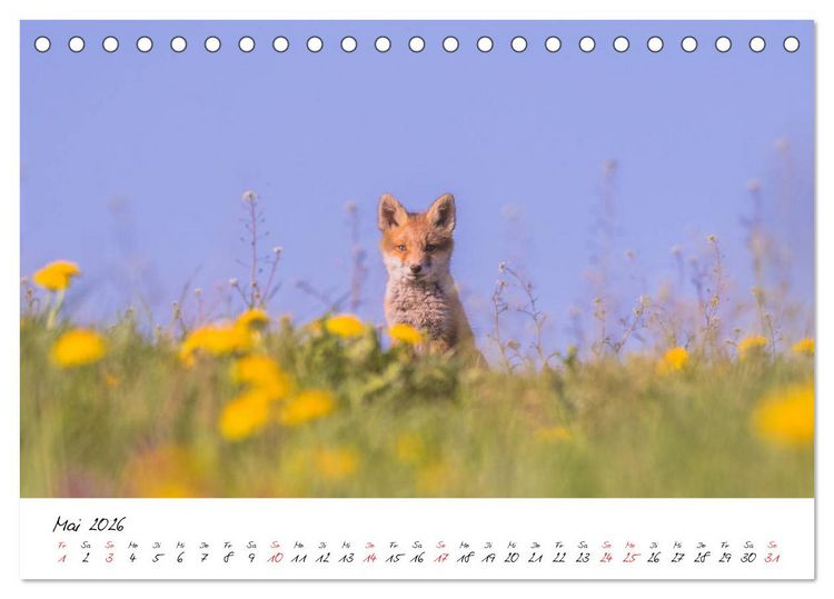 Produktbild: Fuchs entdeckt - im Naturparadies der Mecklenburgischen Seenplatte (Tischkalender 2026 DIN A5 quer), CALVENDO Monatskalender