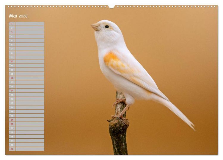 Produktbild: Kanarienv&ouml;gel - Bunte Welt (hochwertiger Premium Wandkalender 2026 DIN A2 quer), Kunstdruck in Hochglanz