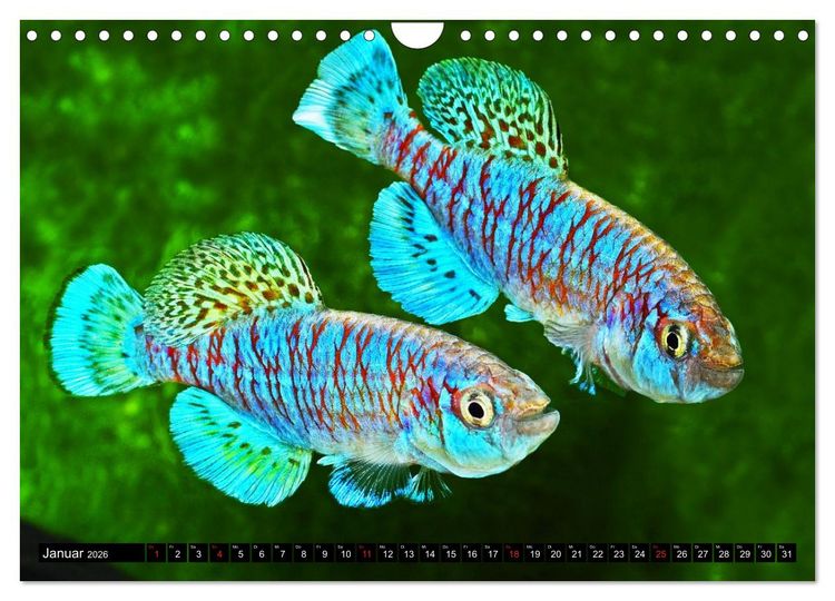 Produktbild: Killifische &ndash; Bunte Fische Afrikas (Wandkalender 2026 DIN A4 quer), CALVENDO Monatskalender
