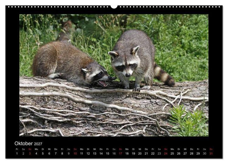 Produktbild: Waschb&auml;ren (hochwertiger Premium Wandkalender 2027 DIN A2 quer), Kunstdruck in Hochglanz