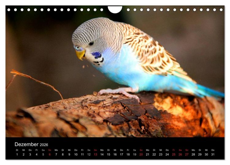 Produktbild: Wellensittiche - Naturkalender (Wandkalender 2026 DIN A4 quer), CALVENDO Monatskalender