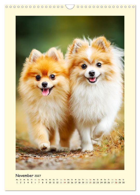Produktbild: Der Pomeranian. Putziger Zwergspitz zum Verlieben (Wandkalender 2027 DIN A3 hoch), CALVENDO Monatskalender