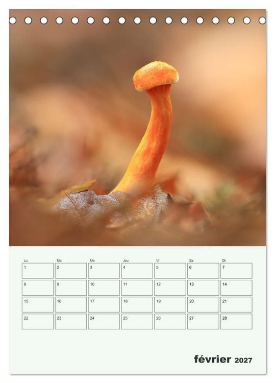 Produktbild: Champignons magiques - Beaut&eacute;s &eacute;ph&eacute;m&egrave;res (Calendrier de bureau 2027 DIN A5 horizontal), CALVENDO calendrier mensuel