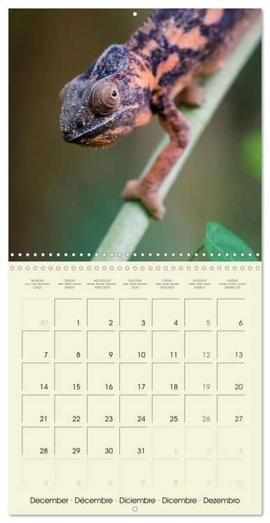 Produktbild: Les merveilles du monde les reptiles (Calendrier mural carr&eacute; 2026 30x30 cm) Calendrier double avec une page pour vos prises de notes