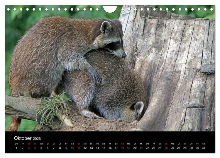 Produktbild: Waschb&auml;ren (Wandkalender 2026 DIN A4 quer), CALVENDO Monatskalender