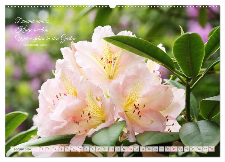 Produktbild: Rhododendren und Poesie (Wandkalender 2026 DIN A2 quer), CALVENDO Monatskalender