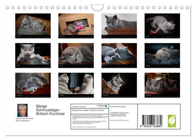 Produktbild: B&auml;rige Schmusetiger - Britisch Kurzhaar (Wandkalender 2026 DIN A4 quer), CALVENDO Monatskalender