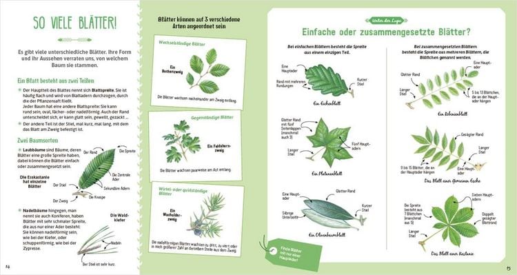 Produktbild: Das gro&szlig;e Buch der B&auml;ume