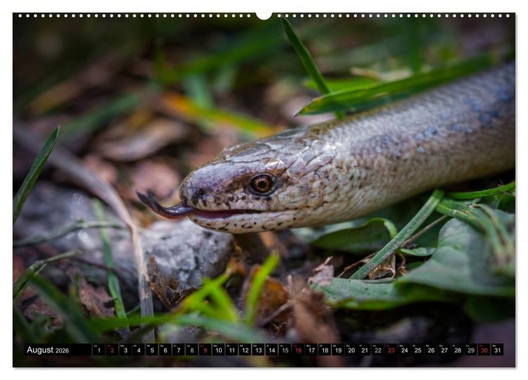Produktbild: Salamander und Co. (hochwertiger Premium Wandkalender 2026 DIN A2 quer), Kunstdruck in Hochglanz