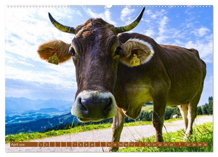 Produktbild: Allg&auml;uer Sch&ouml;nheiten Allg&auml;u - Land der K&uuml;he (hochwertiger Premium Wandkalender 2026 DIN A2 quer), Kunstdruck in Hochglanz