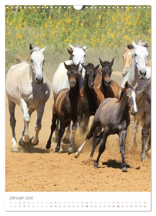 Produktbild: Caballos - Die sch&ouml;nen Pferde Spaniens (Wandkalender 2026 DIN A3 hoch), CALVENDO Monatskalender