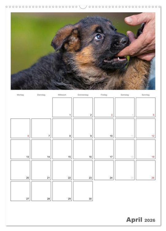 Produktbild: Deutscher Sch&auml;ferhund - Welpen, Planer (hochwertiger Premium Wandkalender 2026 DIN A2 hoch), Kunstdruck in Hochglanz