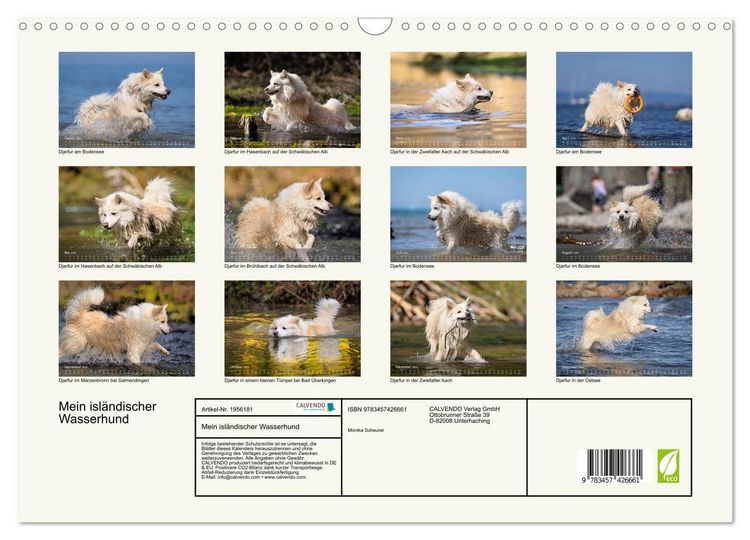 Produktbild: Mein isl&auml;ndischer Wasserhund (Wandkalender 2026 DIN A3 quer), CALVENDO Monatskalender