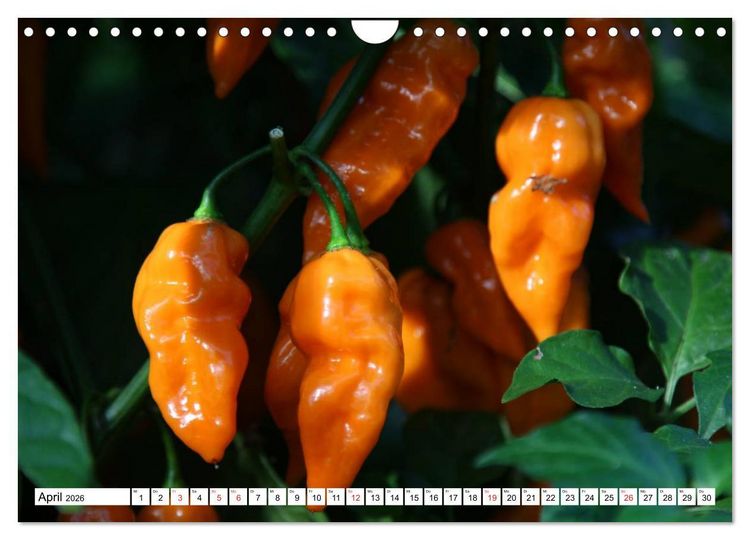 Produktbild: F&uuml;r Chili Liebhaber (Wandkalender 2026 DIN A4 quer), CALVENDO Monatskalender