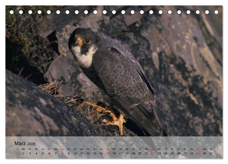 Produktbild: Falken und Greifv&ouml;gel. Edle J&auml;ger (Tischkalender 2026 DIN A5 quer), CALVENDO Monatskalender