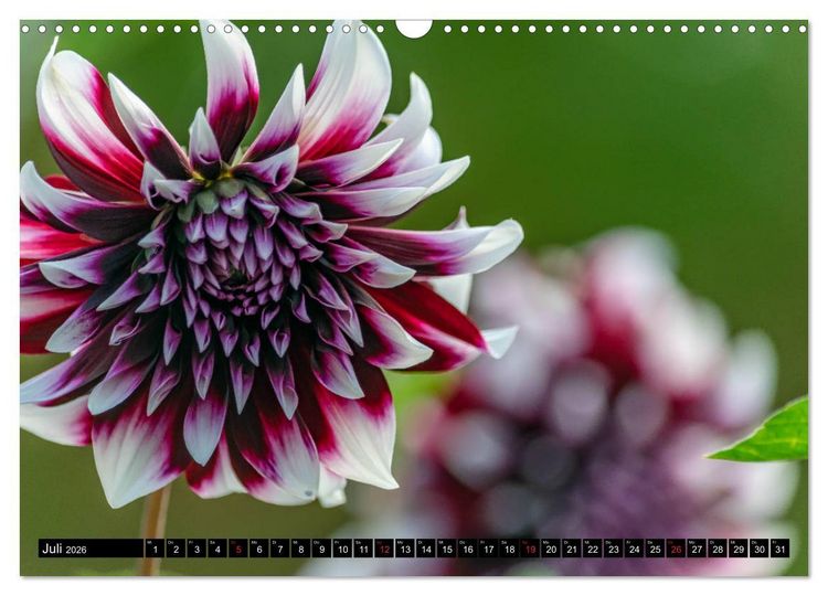 Produktbild: Dahlien - Blumenwunder der Natur (Wandkalender 2026 DIN A3 quer), CALVENDO Monatskalender