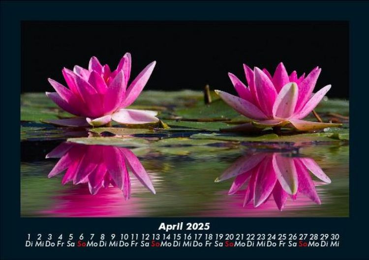 Produktbild: Rosentraum 2025 Fotokalender DIN A5