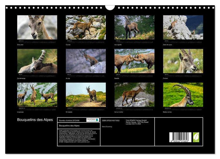 Produktbild: Bouquetins des Alpes (Calendrier mural 2026 DIN A3 vertical), CALVENDO calendrier mensuel