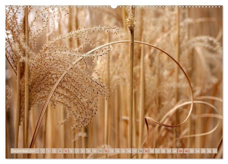 Produktbild: Faszinierende Pflanzenwelt (Wandkalender 2027 DIN A2 quer), CALVENDO Monatskalender