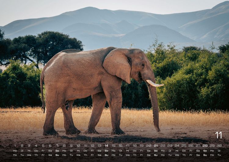 Produktbild: Elefanten - einzigartige Giganten - 2027 - Kalender DIN A2