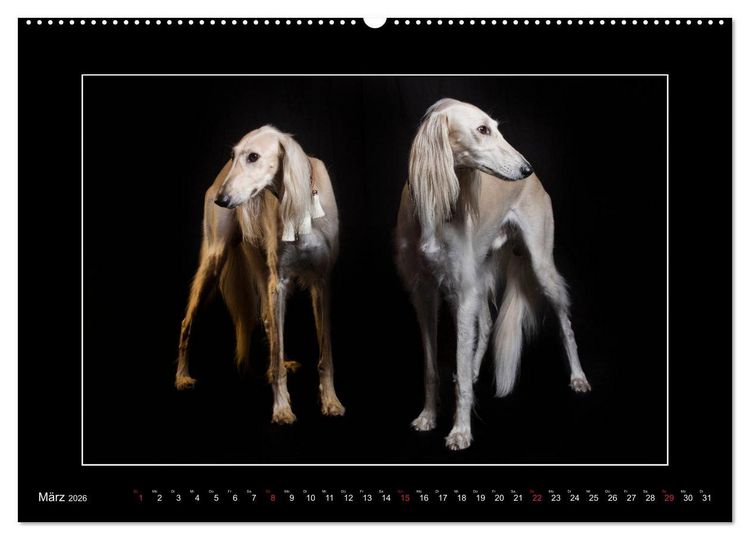 Produktbild: Windhunde - Schnelle Sch&ouml;nheiten (Wandkalender 2026 DIN A2 quer), CALVENDO Monatskalender