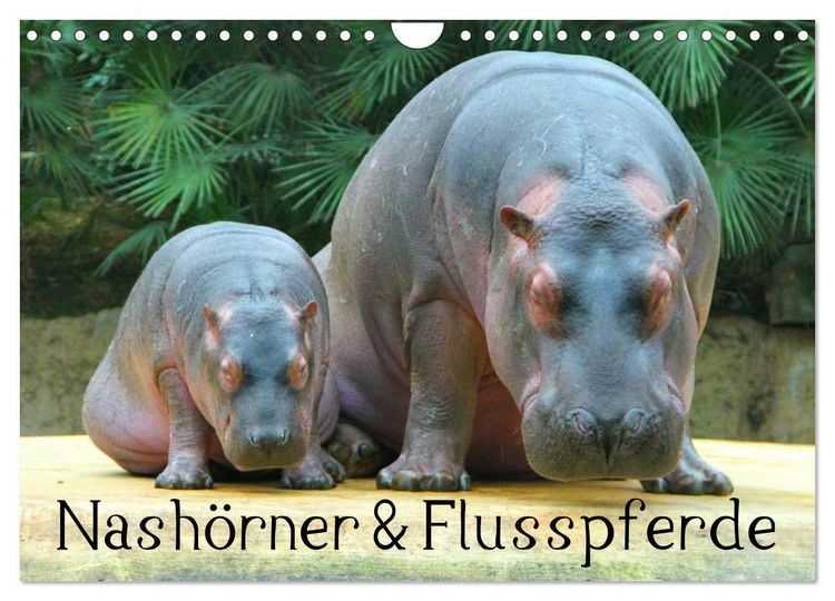 Produktbild: Nash&ouml;rner & Flusspferde (Wandkalender 2026 DIN A4 quer), CALVENDO Monatskalender