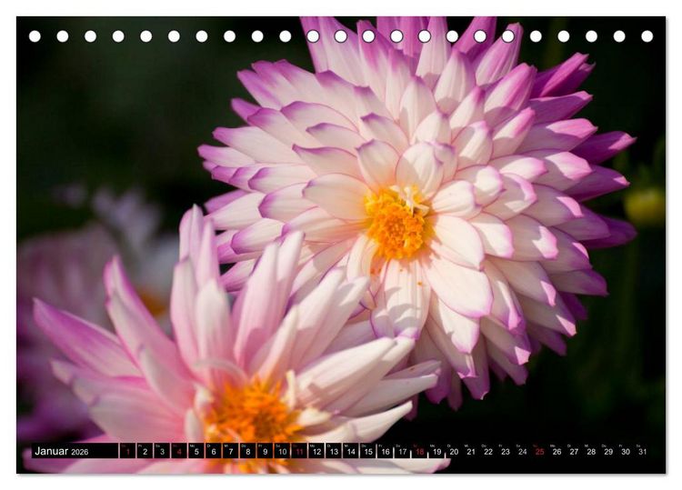 Produktbild: Dahlia - Dahlien (Tischkalender 2026 DIN A5 quer), CALVENDO Monatskalender