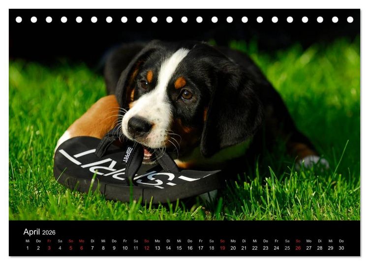 Produktbild: Welpen 2026 (Tischkalender 2026 DIN A5 quer), CALVENDO Monatskalender