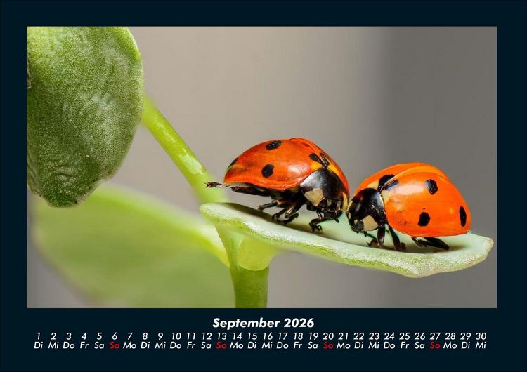 Produktbild: K&auml;fer 2026 Fotokalender DIN A4