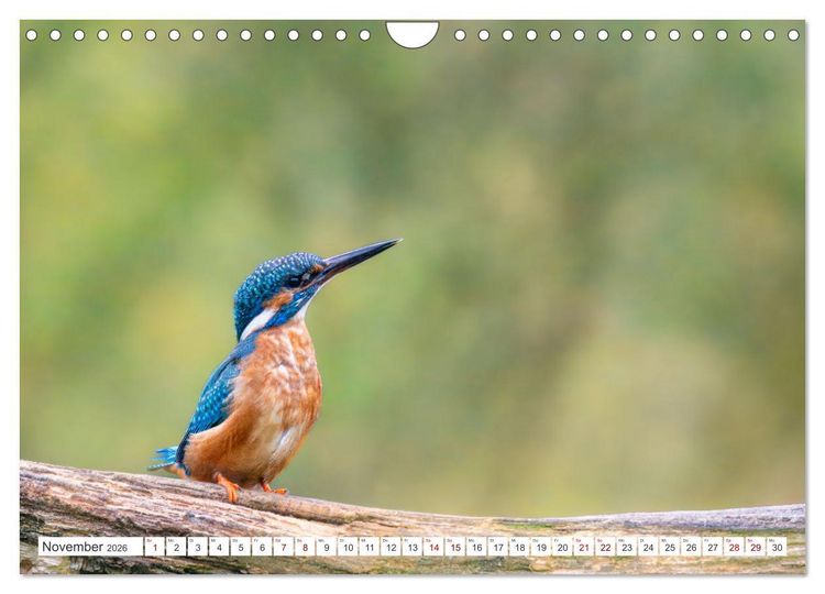 Produktbild: Der blaue Diamant - Fotos vom Eisvogel (Wandkalender 2026 DIN A4 quer), CALVENDO Monatskalender