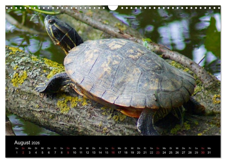Produktbild: Die Welt der Haustiere (Wandkalender 2026 DIN A3 quer), CALVENDO Monatskalender