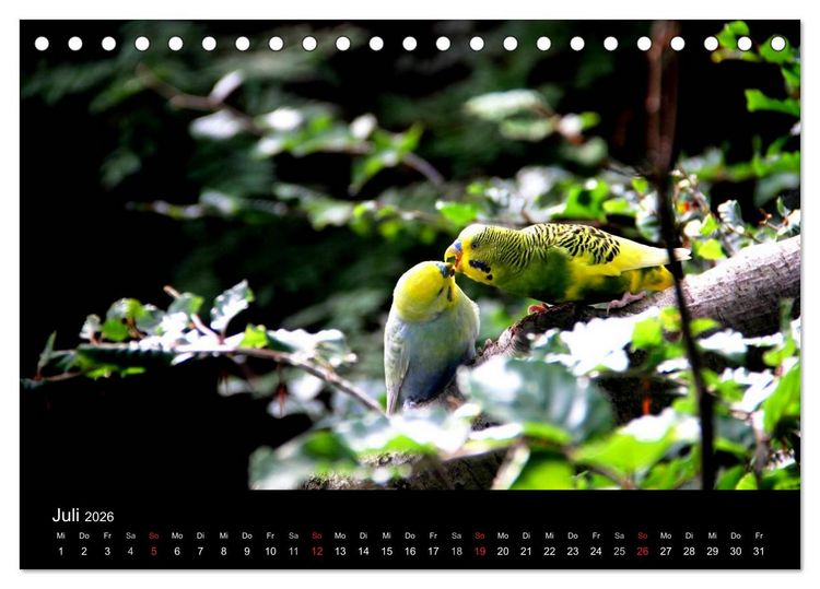 Produktbild: Wellensittiche - Naturkalender (Tischkalender 2026 DIN A5 quer), CALVENDO Monatskalender