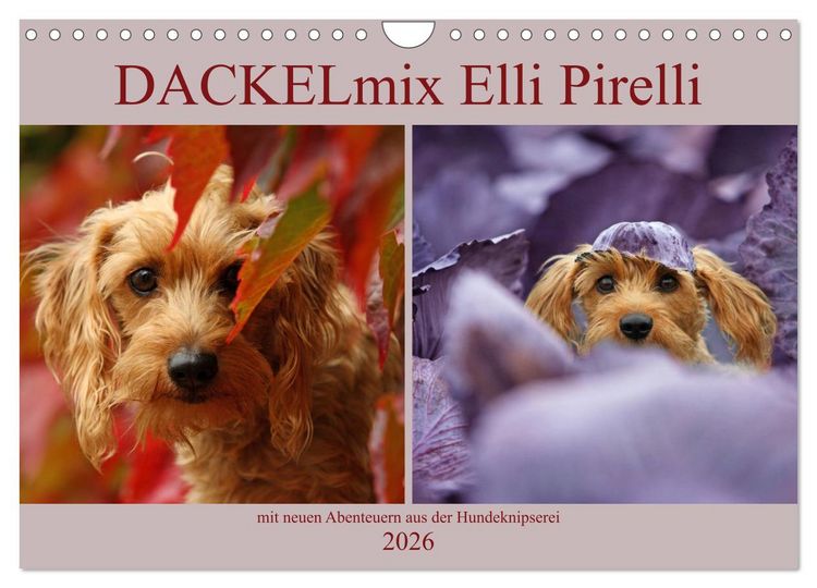 Produktbild: DACKELmix Elli Pirelli (Wandkalender 2026 DIN A4 quer), CALVENDO Monatskalender
