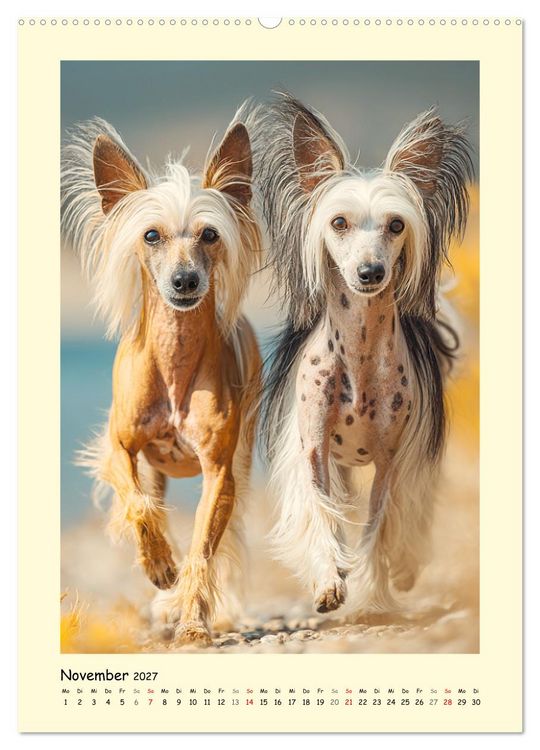 Produktbild: Charme und Grazie. Die Anmut der Chinesischen Schopfhunde (hochwertiger Premium Wandkalender 2027 DIN A2 hoch), Kunstdruck in Hochglanz