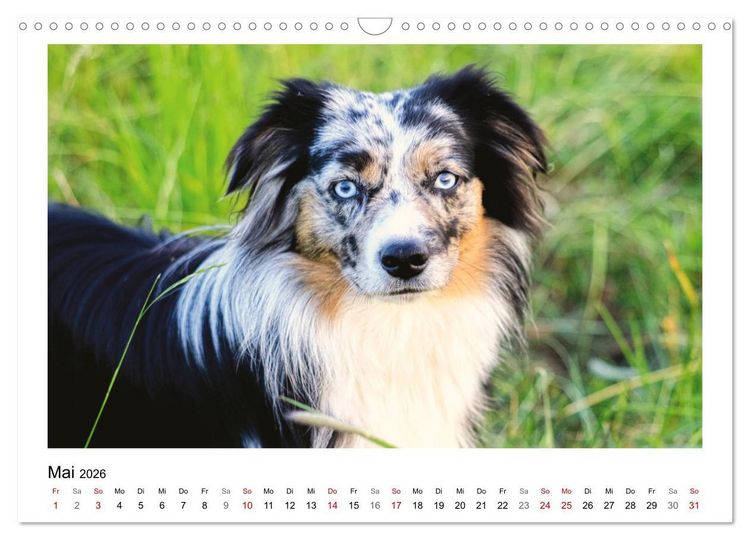 Produktbild: Bauernhoftiere hautnah (Wandkalender 2026 DIN A3 quer), CALVENDO Monatskalender